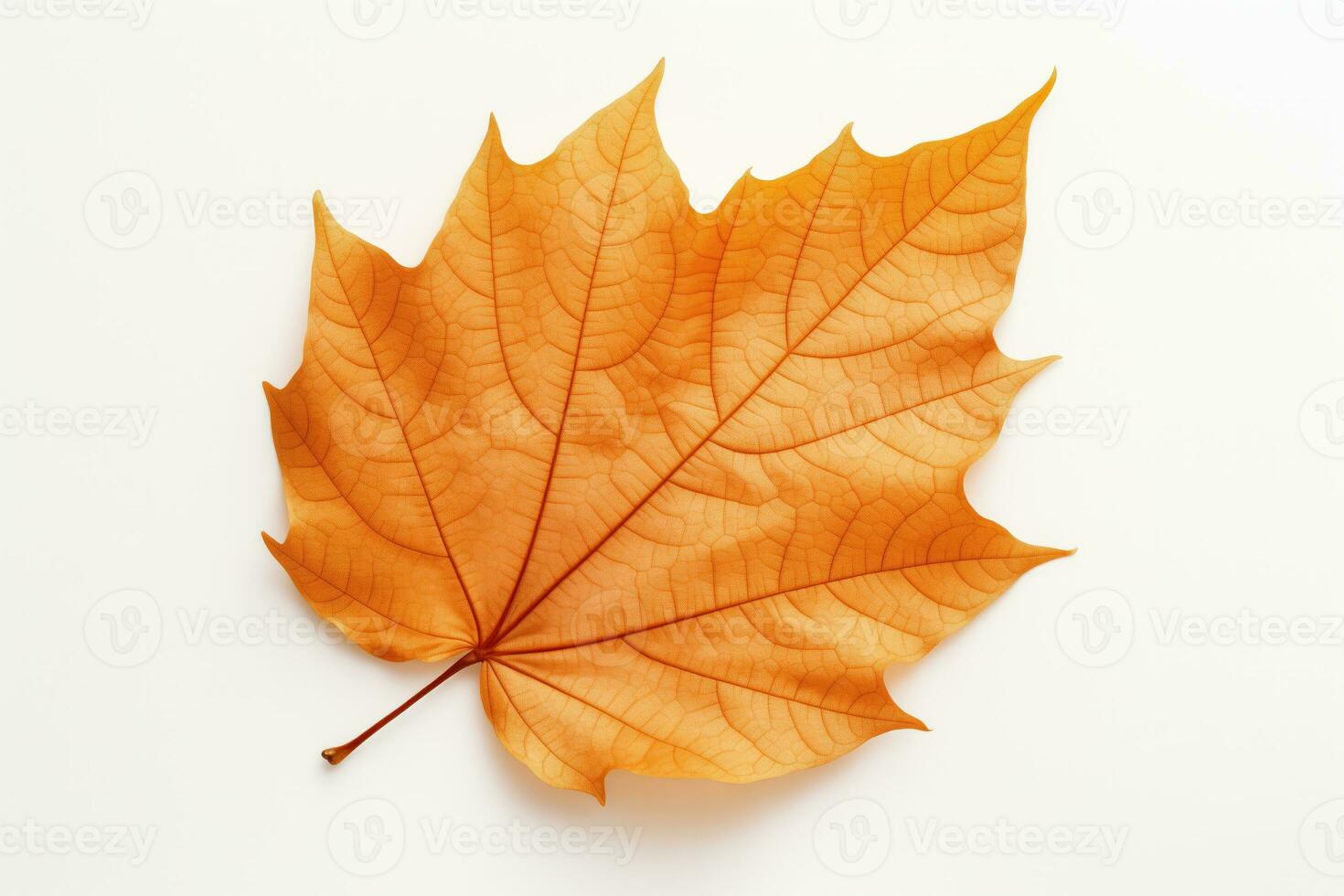 Autumn maple leaf isolated on white background. AI Generated photo