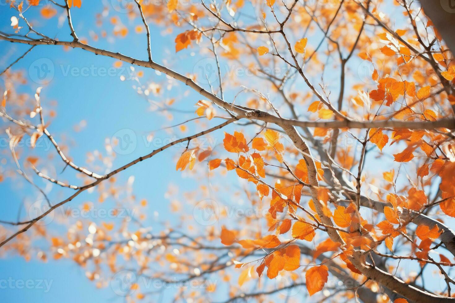 Trees in autumn park from below, yellow tops of trees, blue sky background AI Generative photo