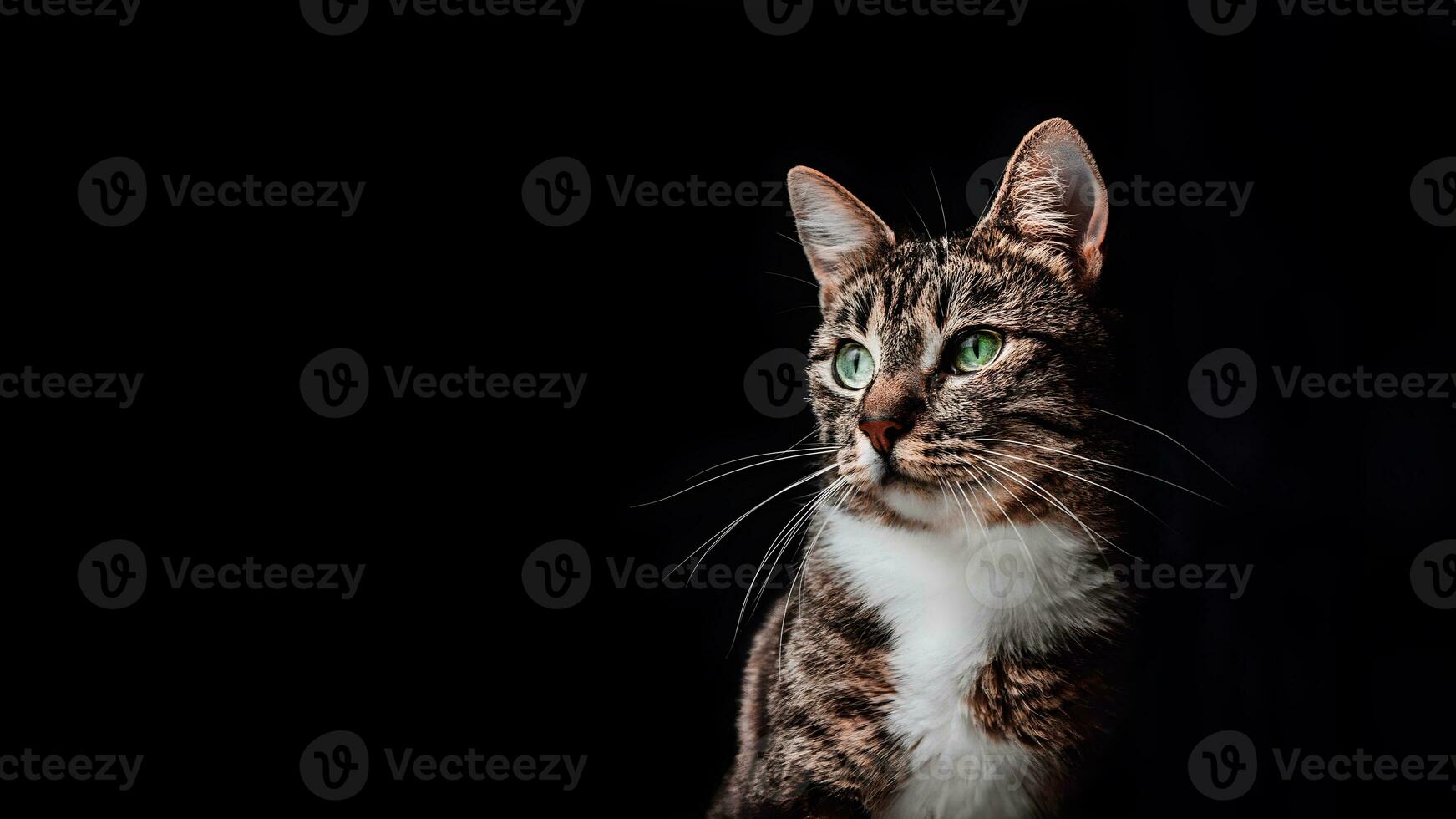 Portrait of a cat on a black background photo