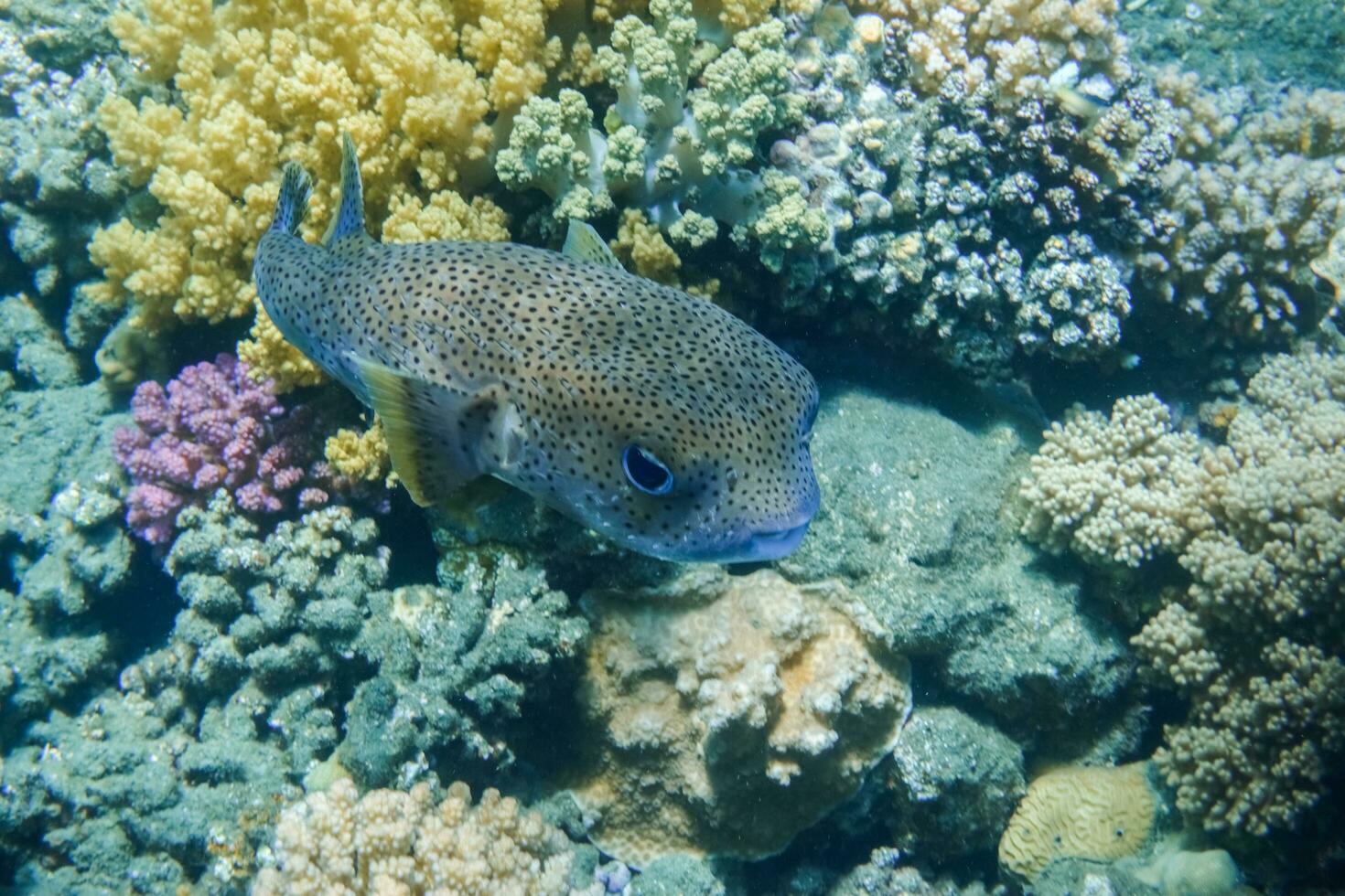 huge porcupinefish hovering over beautiful corals in clear water photo