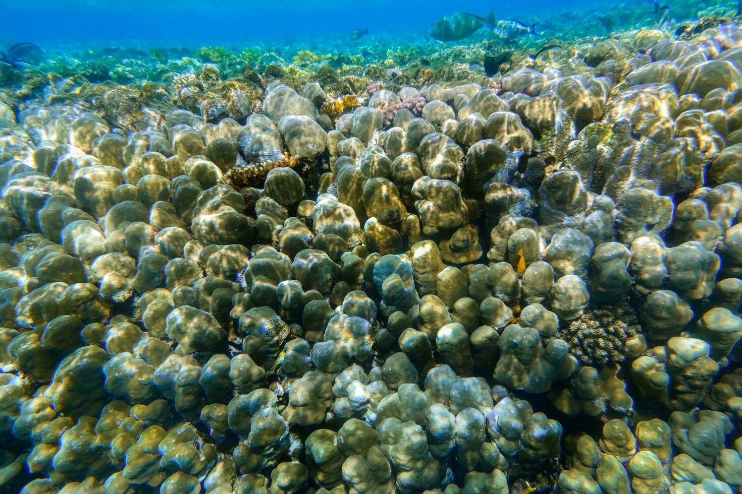 huge corals with different colors during diving in egypt photo