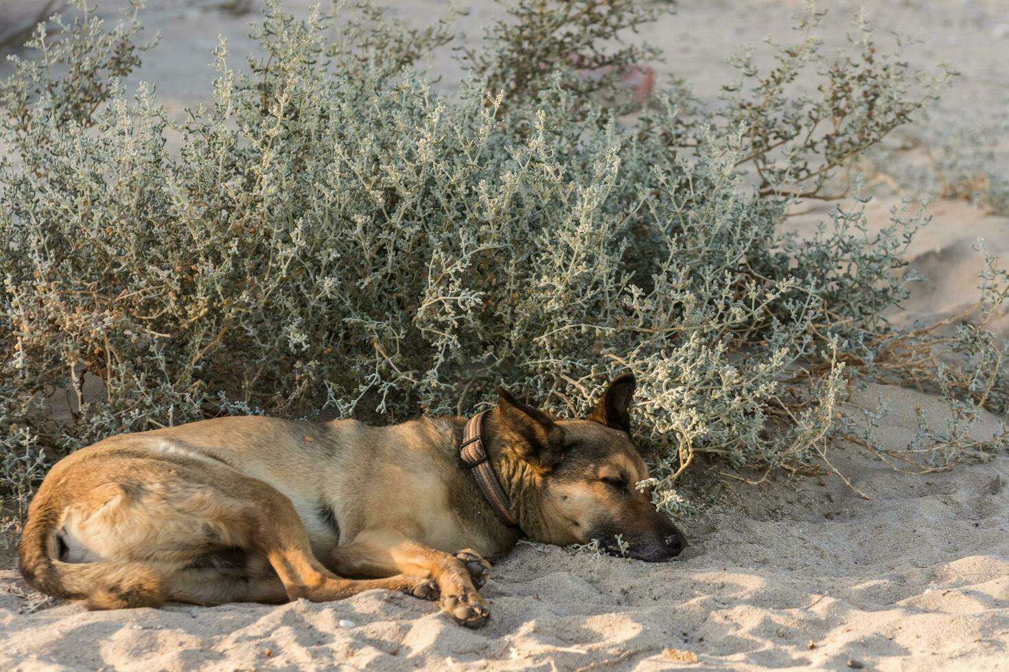 dog sleeping near a shrub in the warm sand from the beach photo