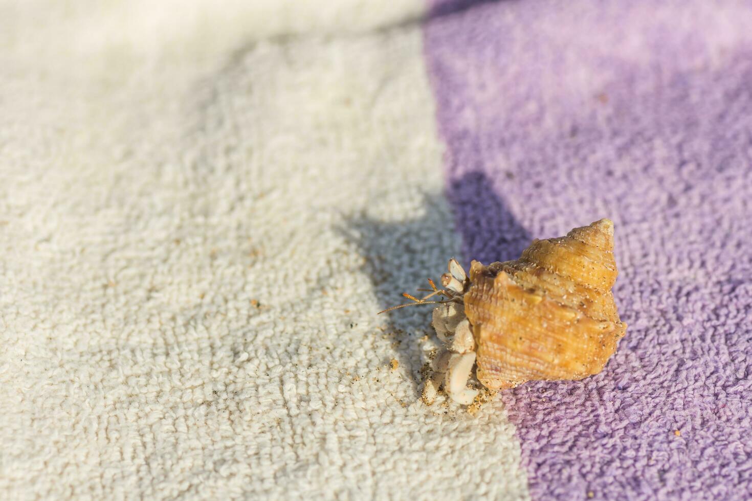 hermit crab running in a shell on a white lilac towel at the beach photo