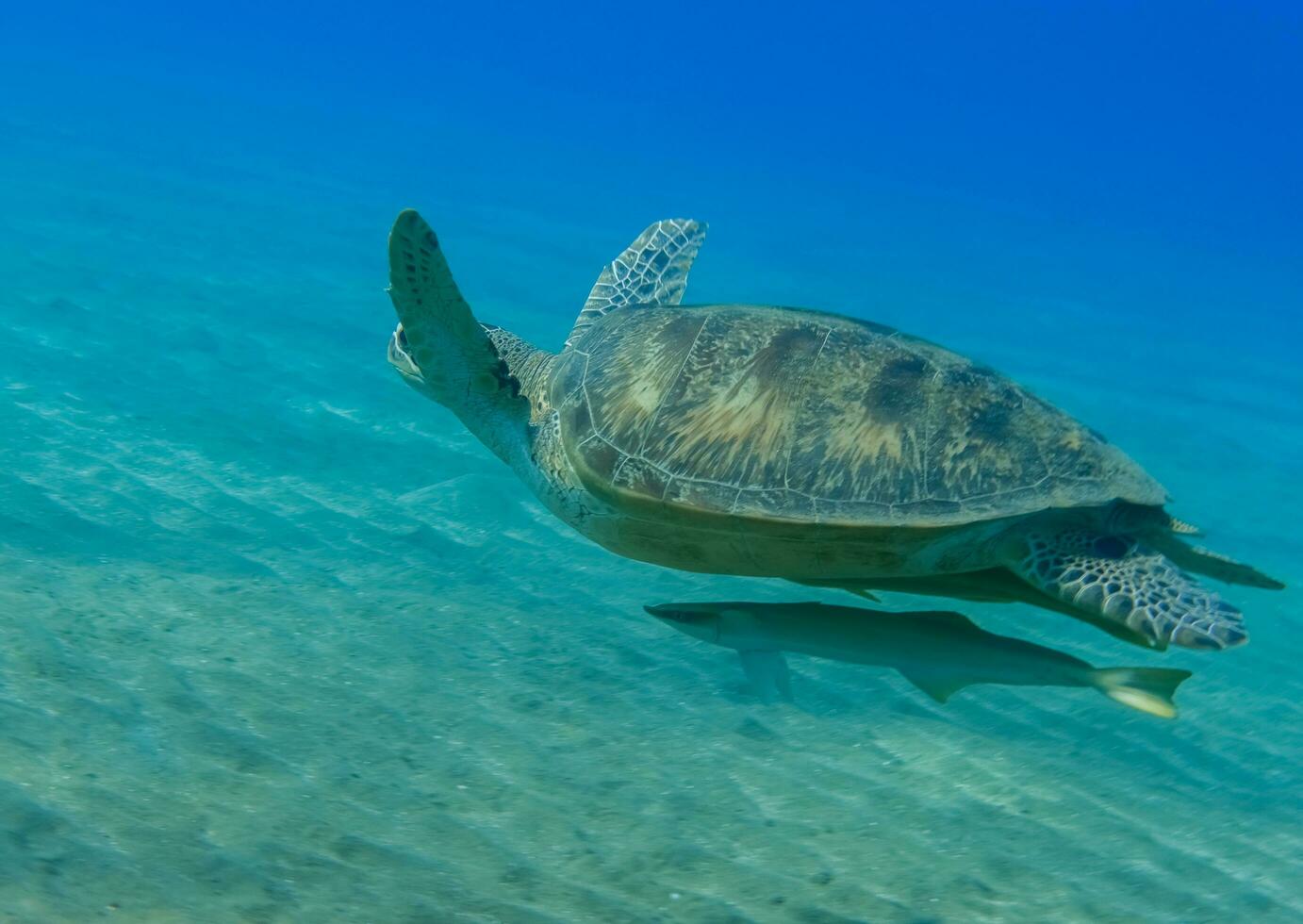 maravilloso carey Tortuga con peces piloto nadando terminado verde fondo del mar y claro azul agua foto