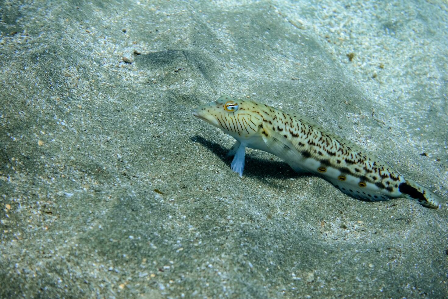 little speckled sandperch lying in the seabed and looking into the camera photo