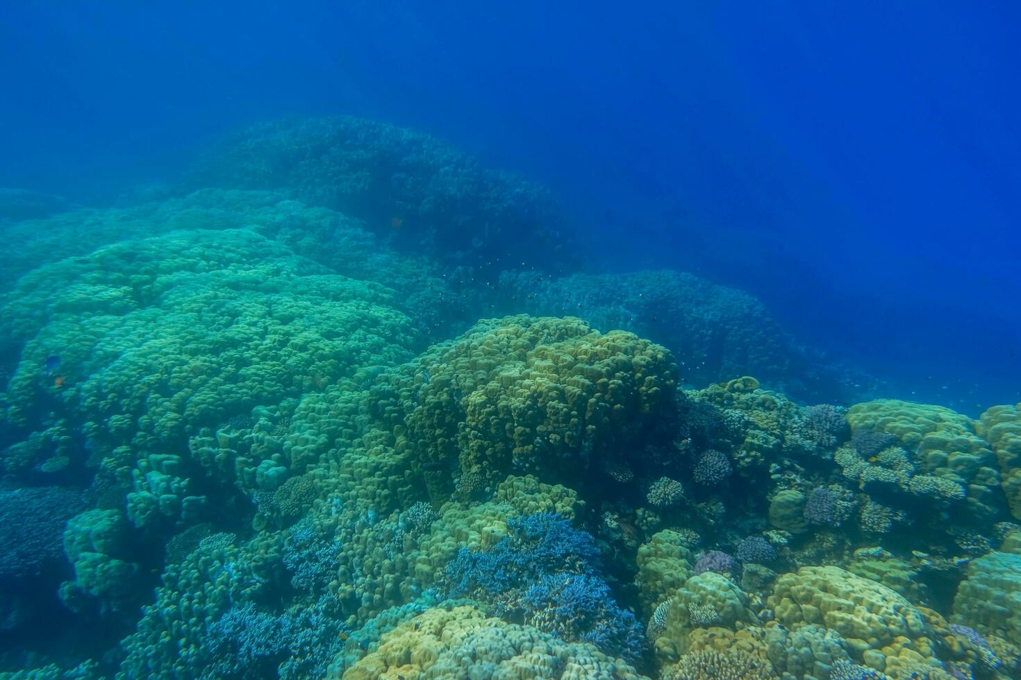 huge wonderful corals in deep blue sea water during diving photo