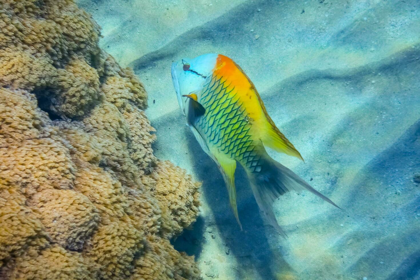 wonderful colored sling jaw wrasse fish at the seabed during diving photo