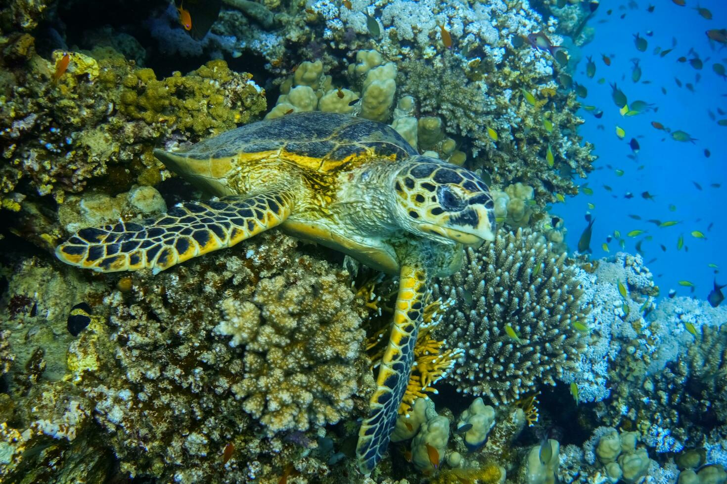 seaturtle lying on a coral reef in the blue deep of egypt sea photo