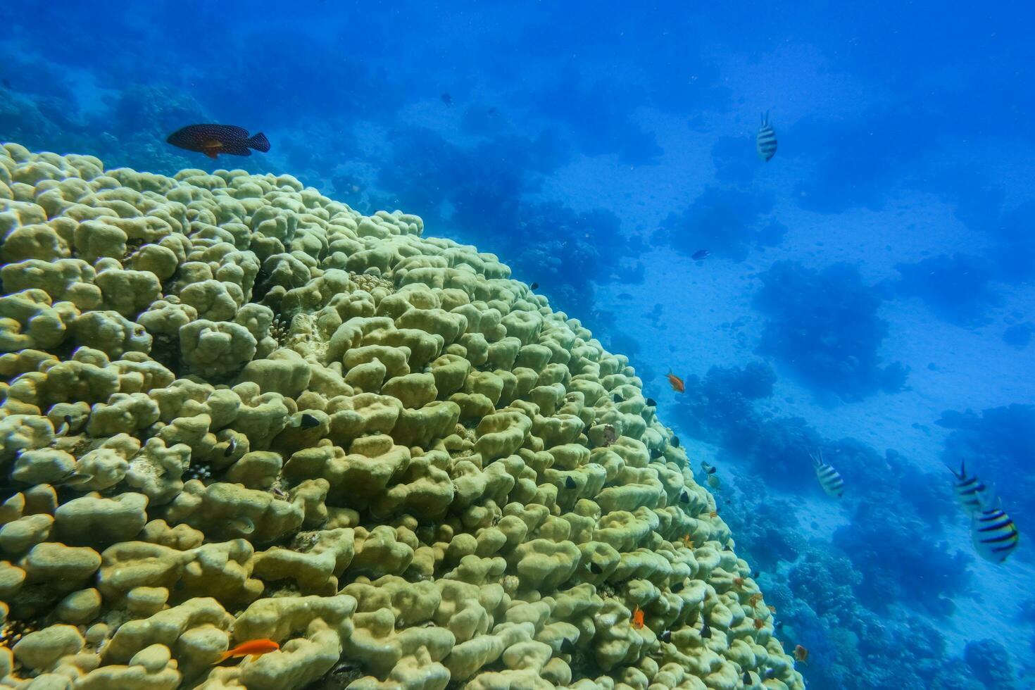 huge corals and deep blue sea during diving on vacation in egypt photo