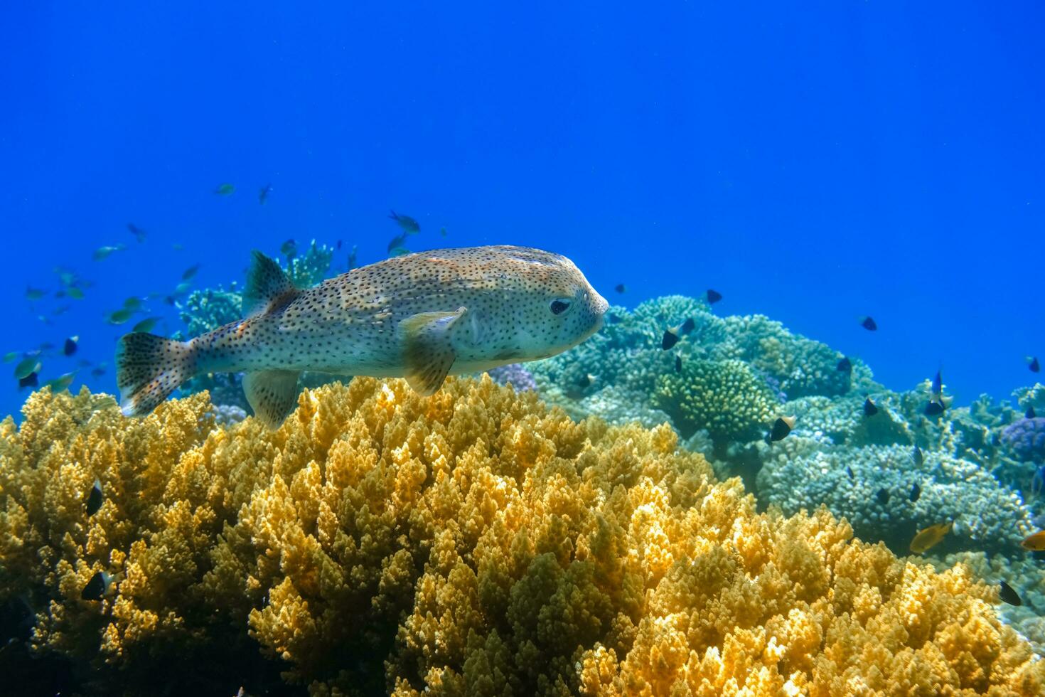 huge porcupinefish hovering over beautiful corals inblue water during diving photo