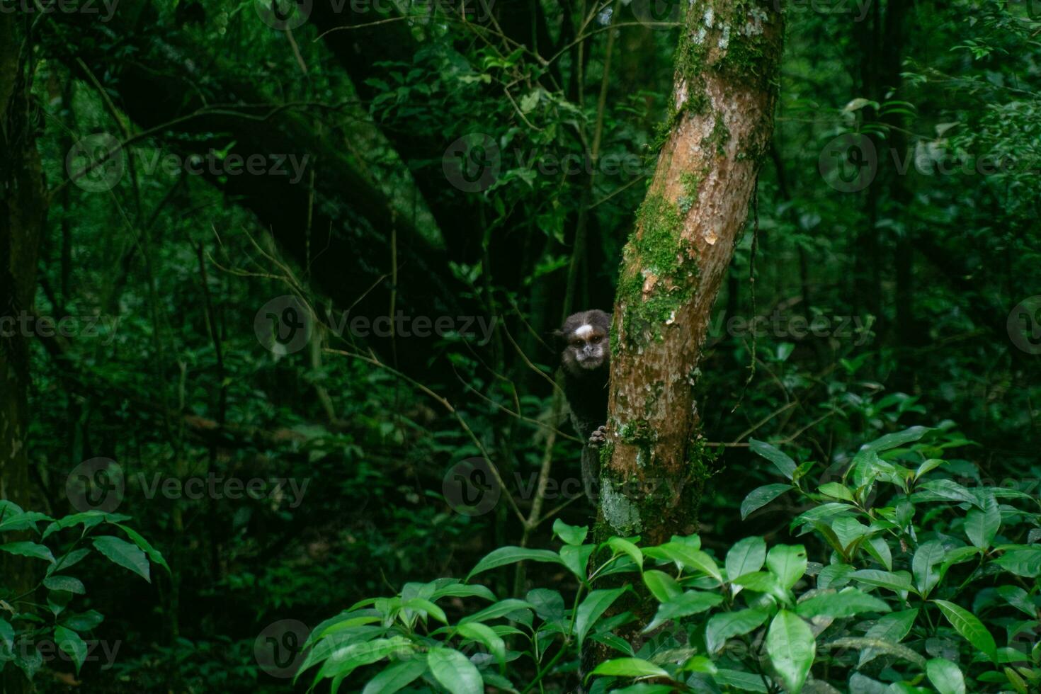 Monkey in the city park photo