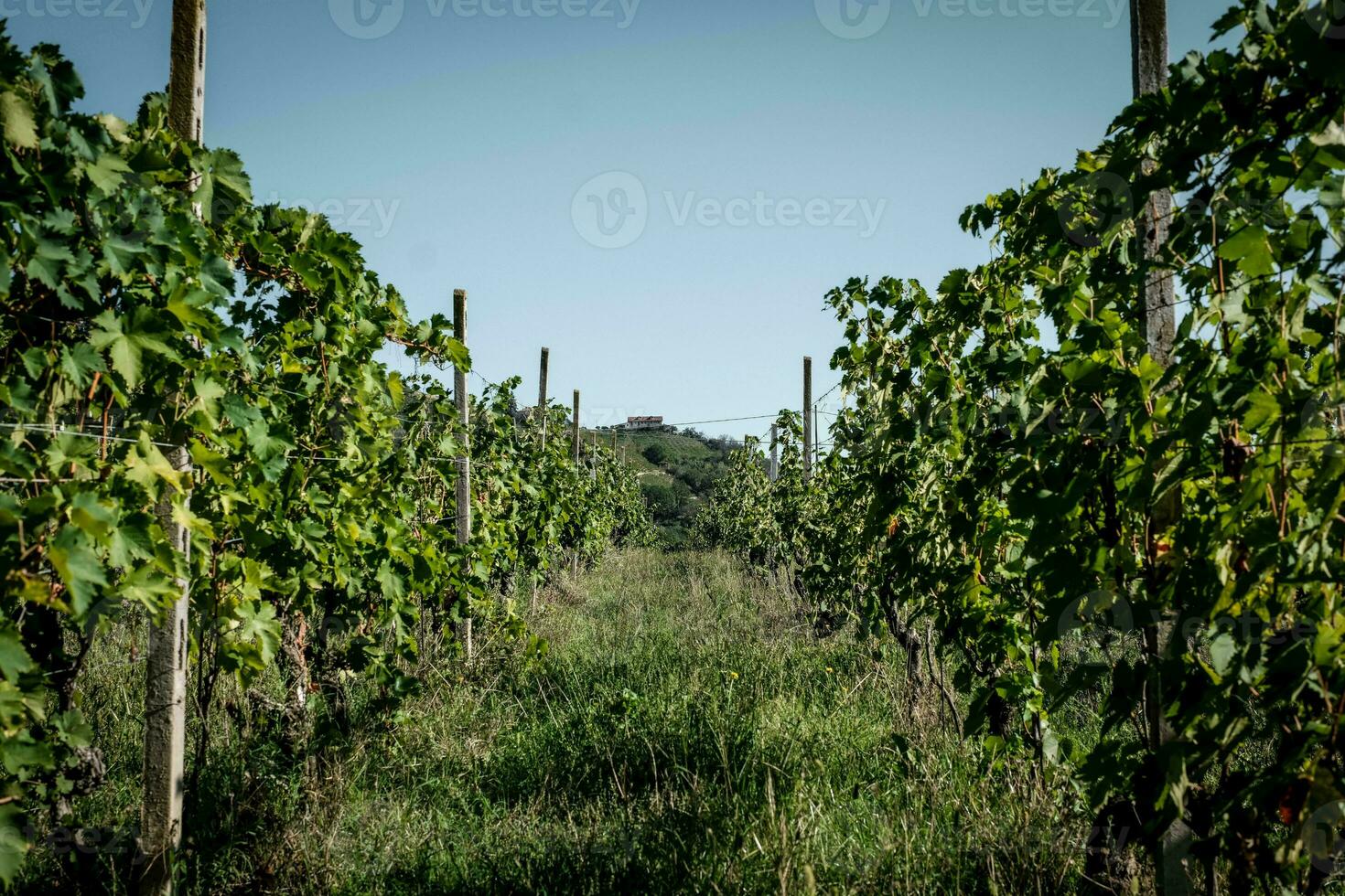 landscapes of vineyards in the Piedmontese Langhe, in the time of the harvest, in the autumn of 2023. producers of Italian wine photo