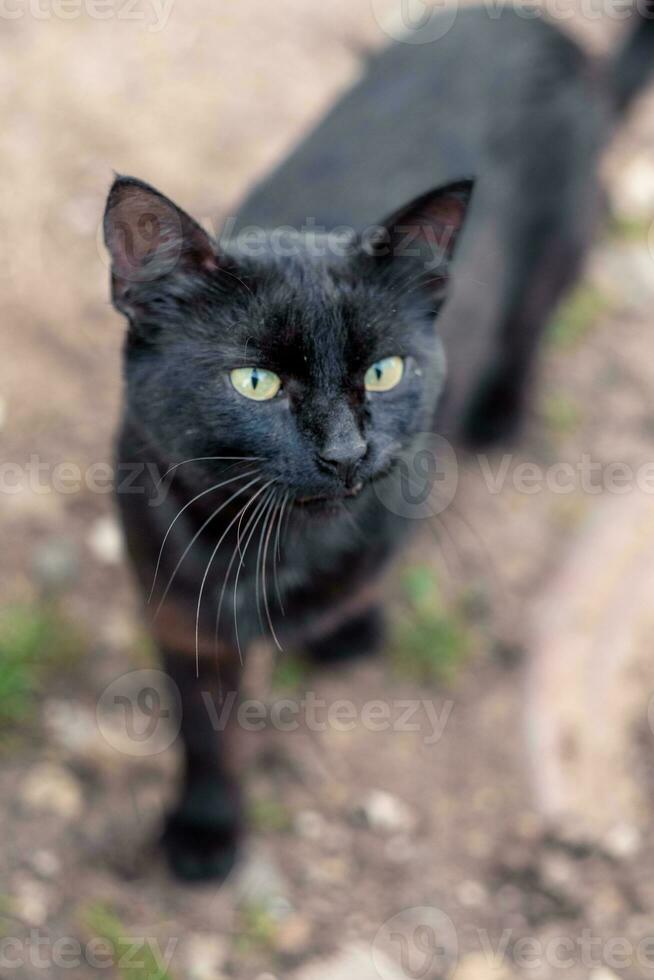 retrato de un calle negro gato con verde ojos caminando a lo largo el calle en el pueblo foto