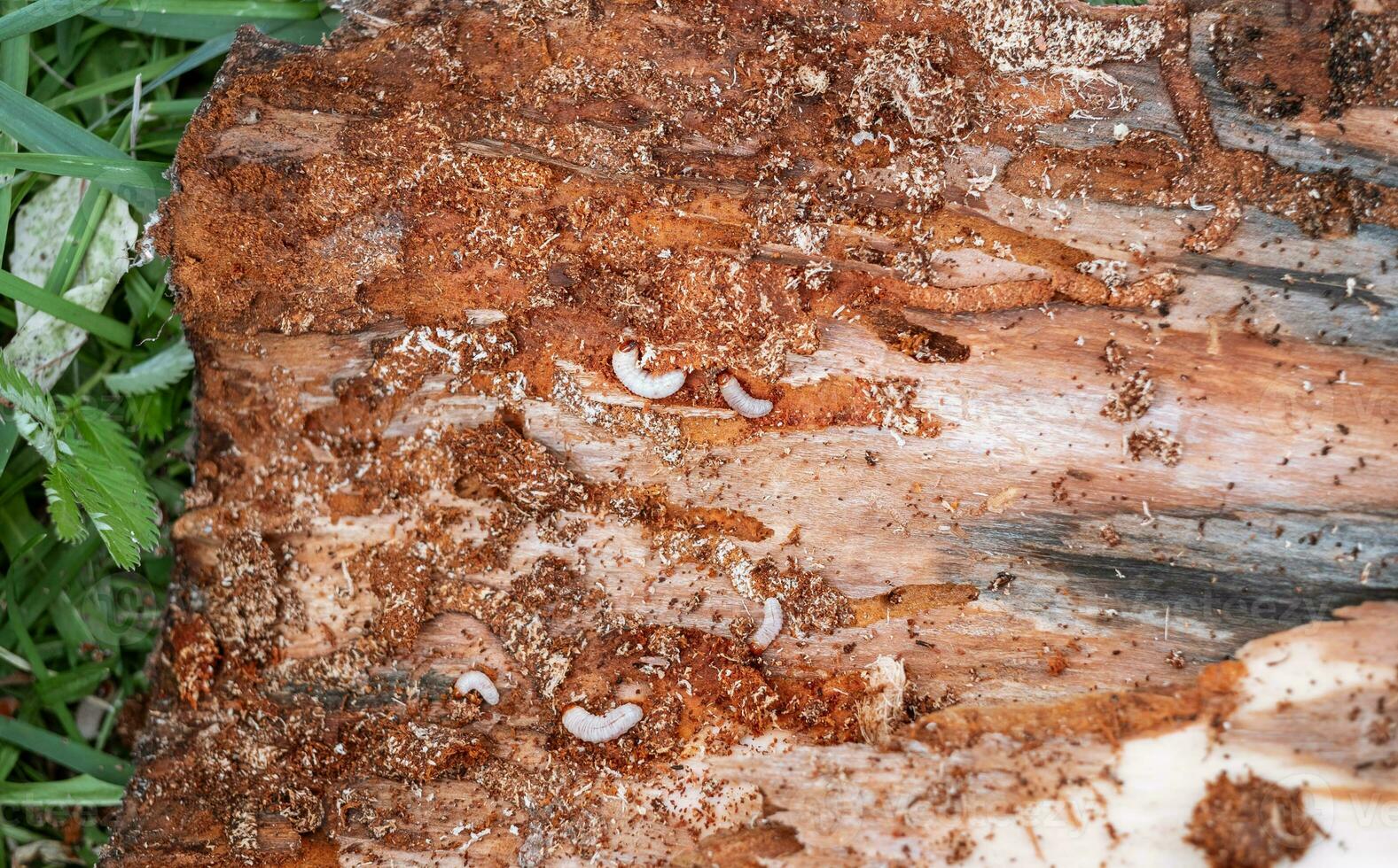 gusanos y larvas en un pedazo de podrido madera foto