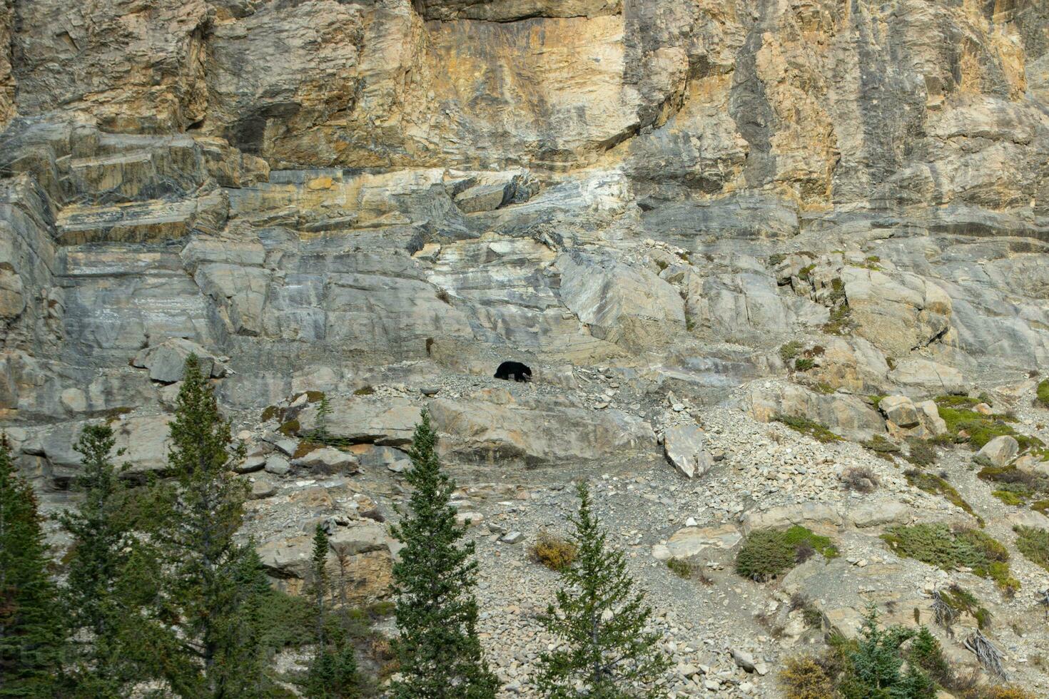 Brown bear walking between rocks photo