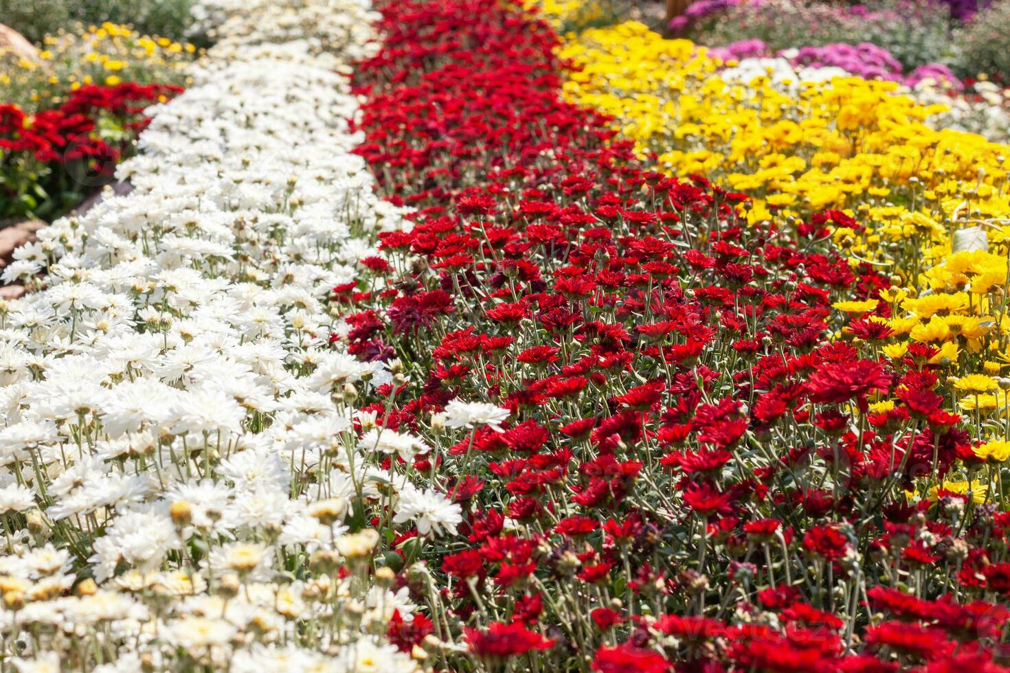 Chrysanthemums colored garden field, summer plant fresh flora outdoors. AI generated. photo
