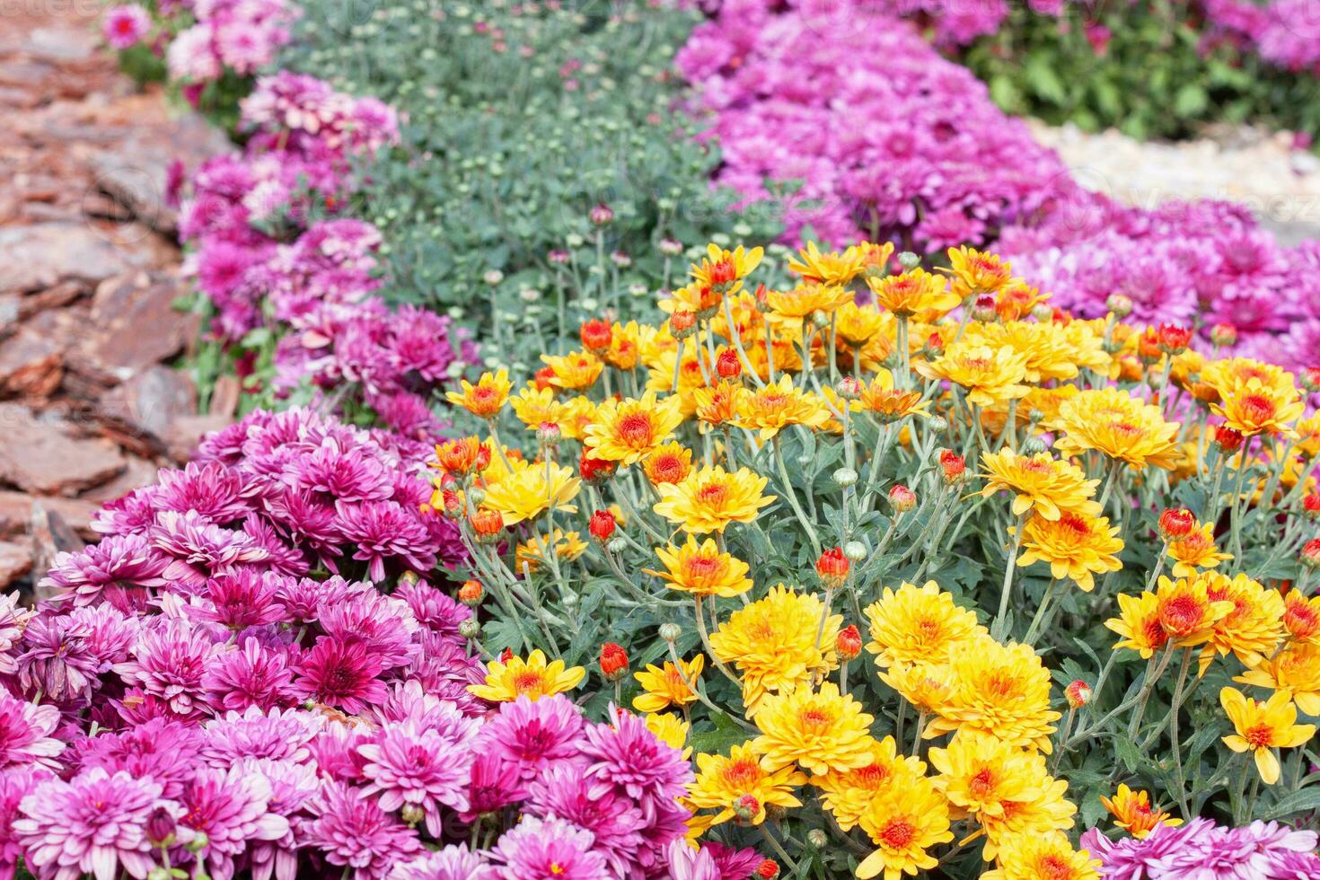 Chrysanthemums colored garden field, summer plant fresh flora outdoors. AI generated. photo