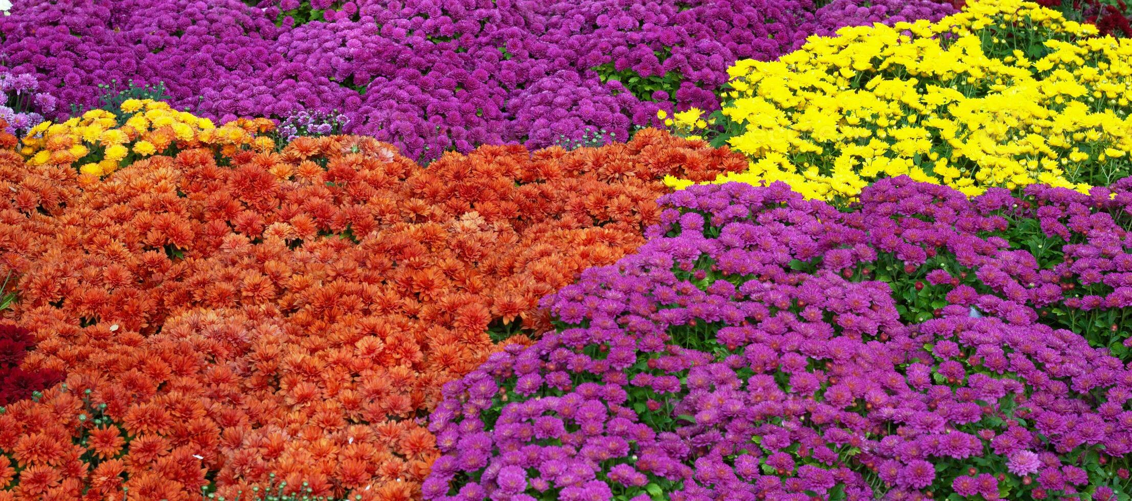Chrysanthemums colored garden field, summer plant fresh flora outdoors. AI generated. photo