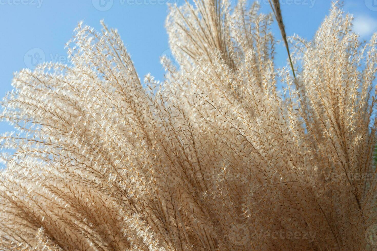 Reed Pampas grass, dry reed plant outdoors, green grass background, blue sky. AI generated. photo