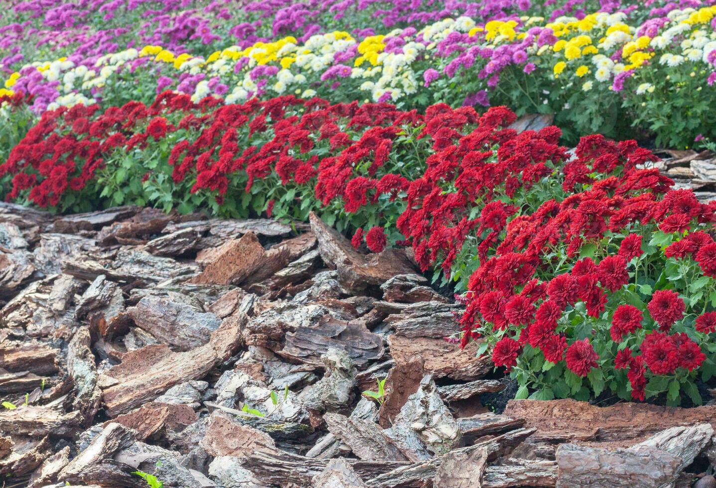 Chrysanthemums colored garden field, summer plant fresh flora outdoors. AI generated. photo