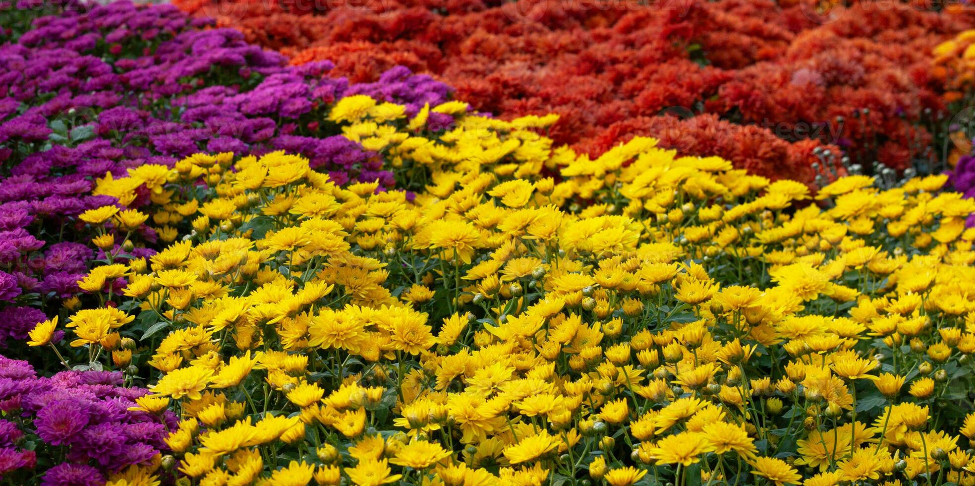 Chrysanthemums colored garden field, summer plant fresh flora outdoors. AI generated. photo