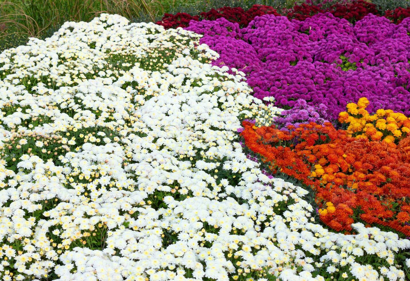 Chrysanthemums colored garden field, summer plant fresh flora outdoors. AI generated. photo