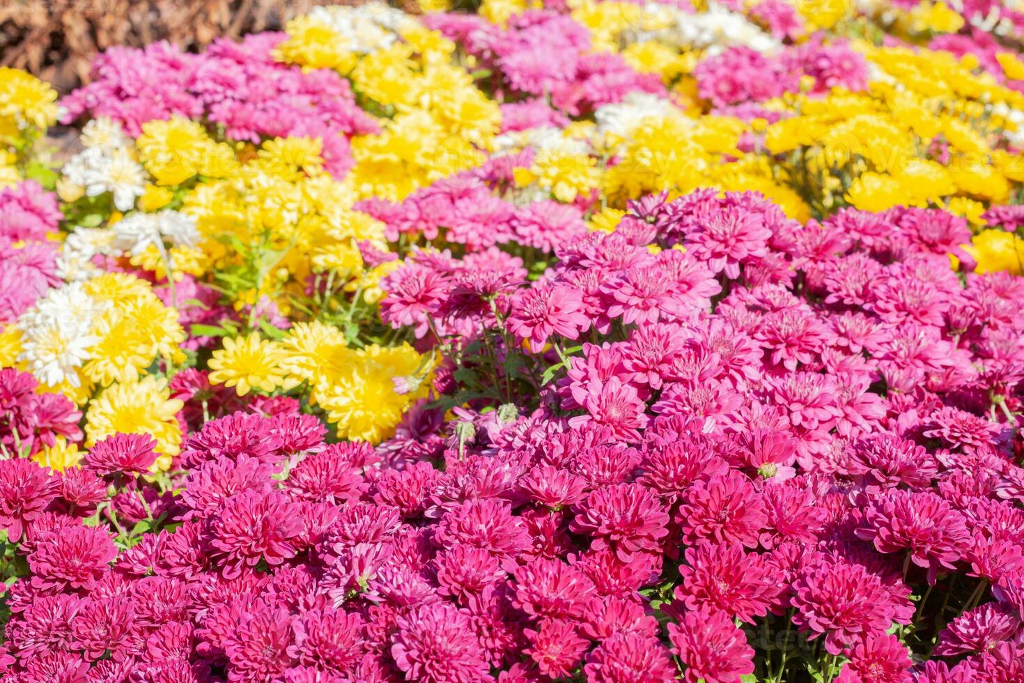 Chrysanthemums colored garden field, summer plant fresh flora outdoors. AI generated. photo