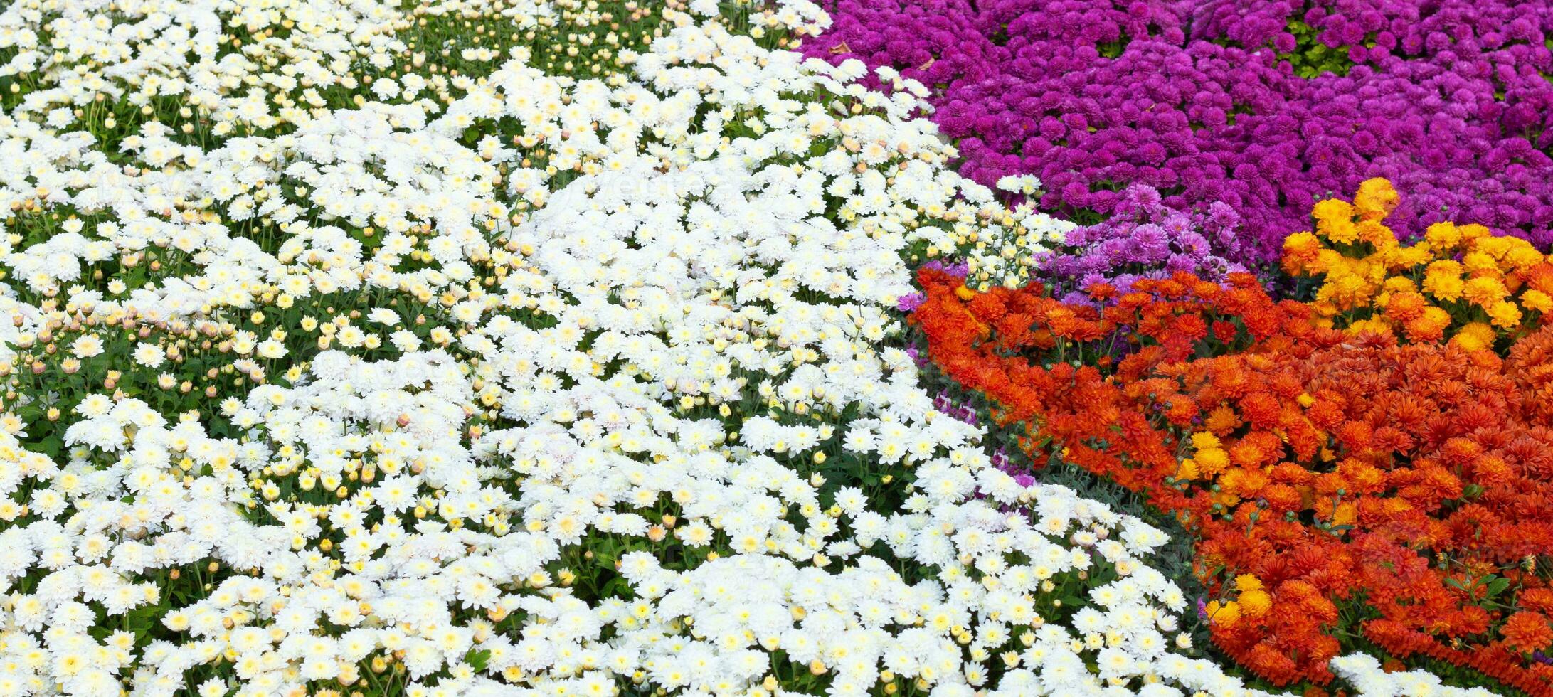 Chrysanthemums colored garden field, summer plant fresh flora outdoors. AI generated. photo