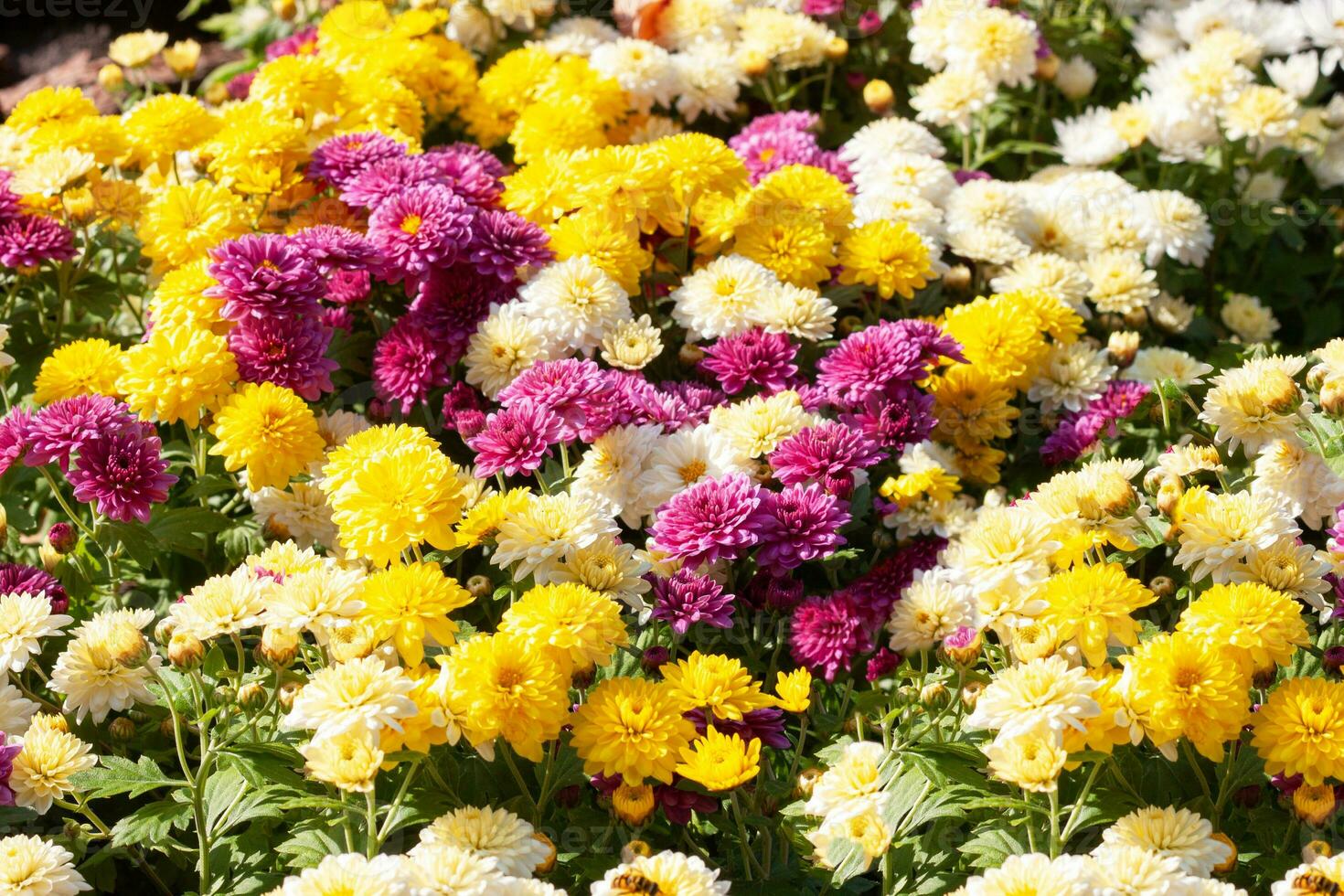 Chrysanthemums colored garden field, summer plant fresh flora outdoors. AI generated. photo