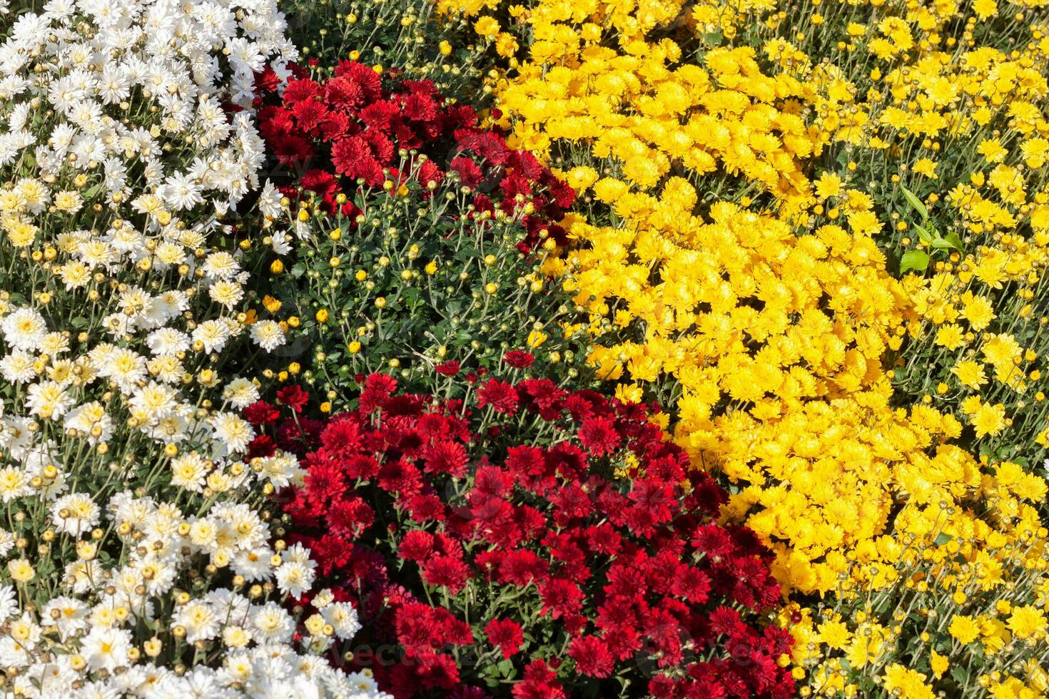 Chrysanthemums colored garden field, summer plant fresh flora outdoors. AI generated. photo