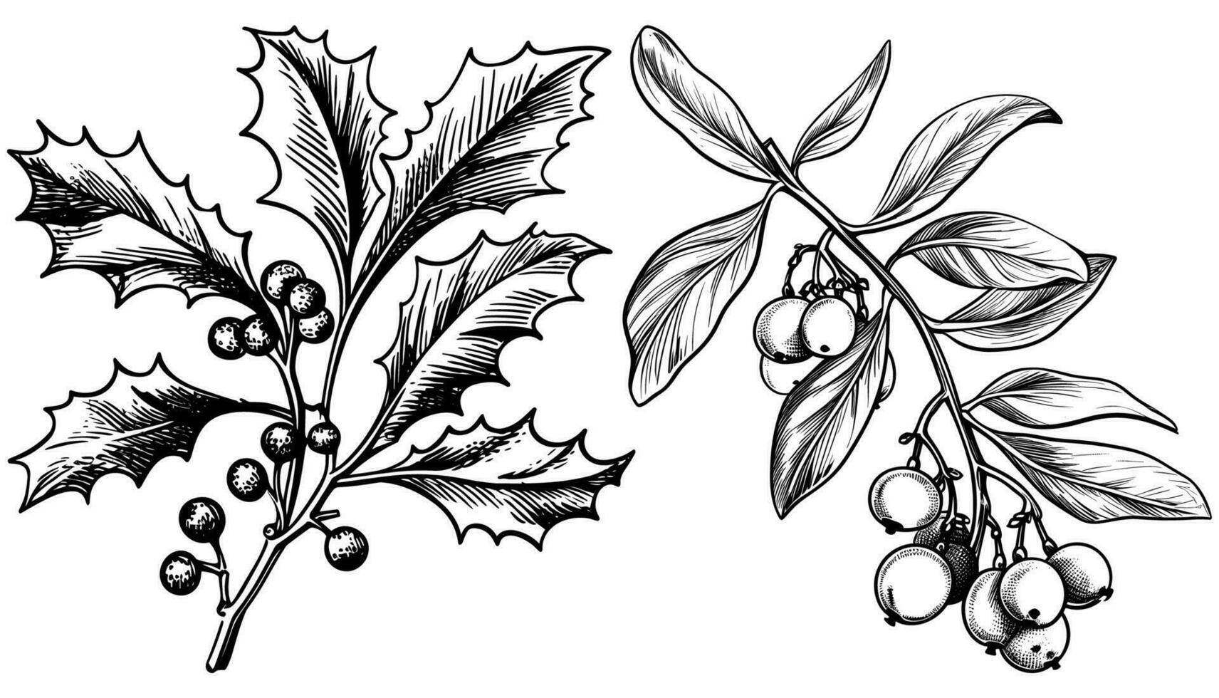 Mistletoe Branch Woodcut vector