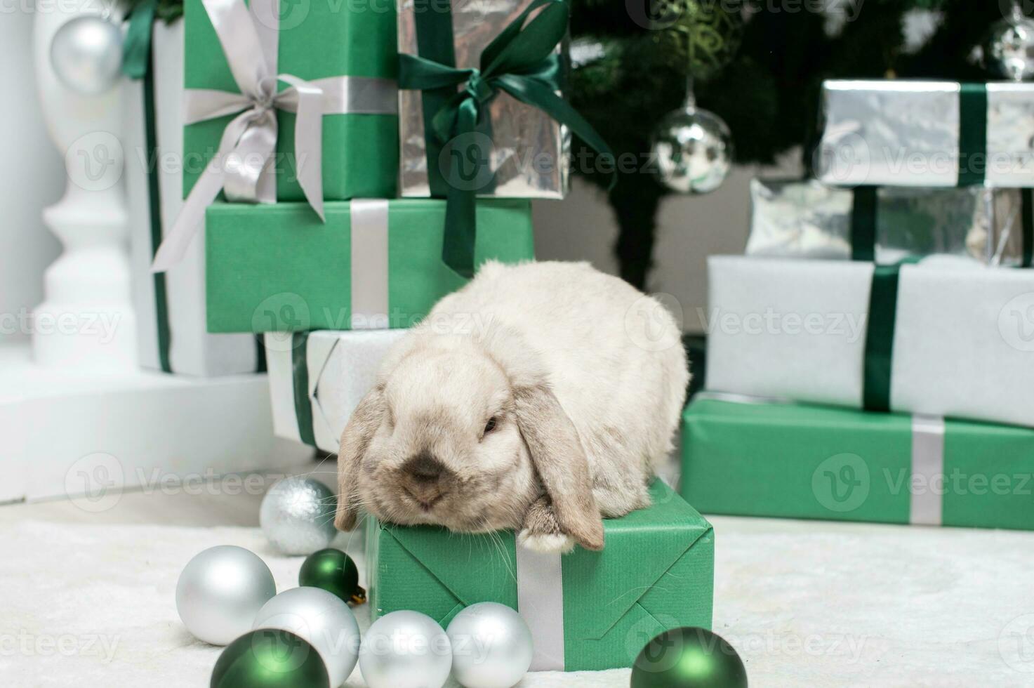 A gray lop-eared rabbit sits on a gift box under the Christmas tree photo