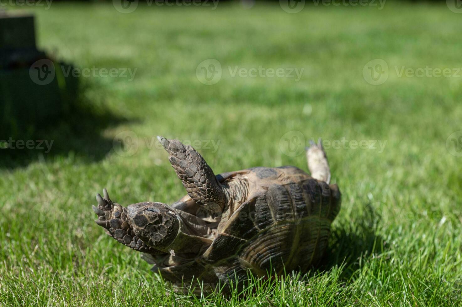 The land tortoise has fallen and is lying upside down on the grass. Trying to turn around photo