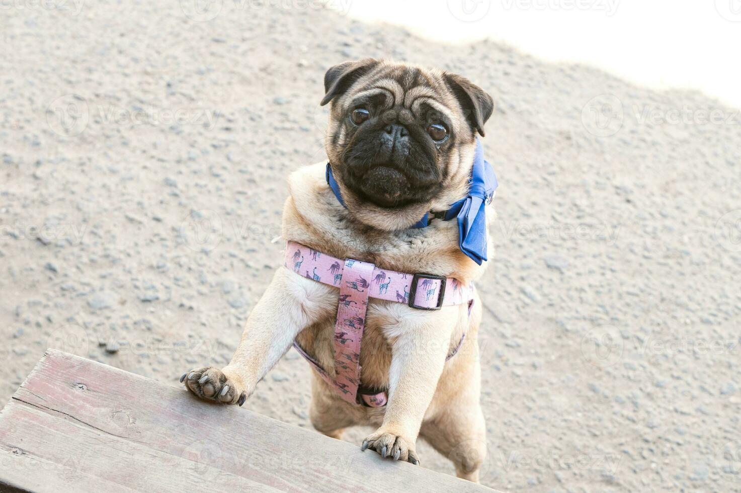 A cute pug is trying to climb the steps. Dog in a harness. Pug on the stairs photo