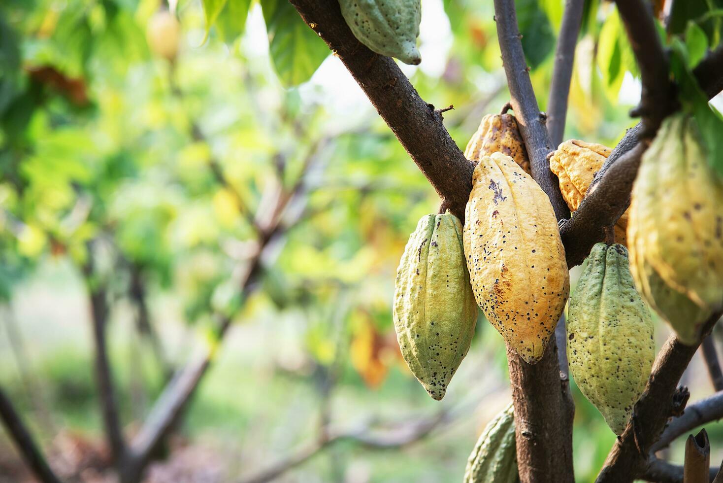 cacao Fruta jardín, tropical agrícola antecedentes foto