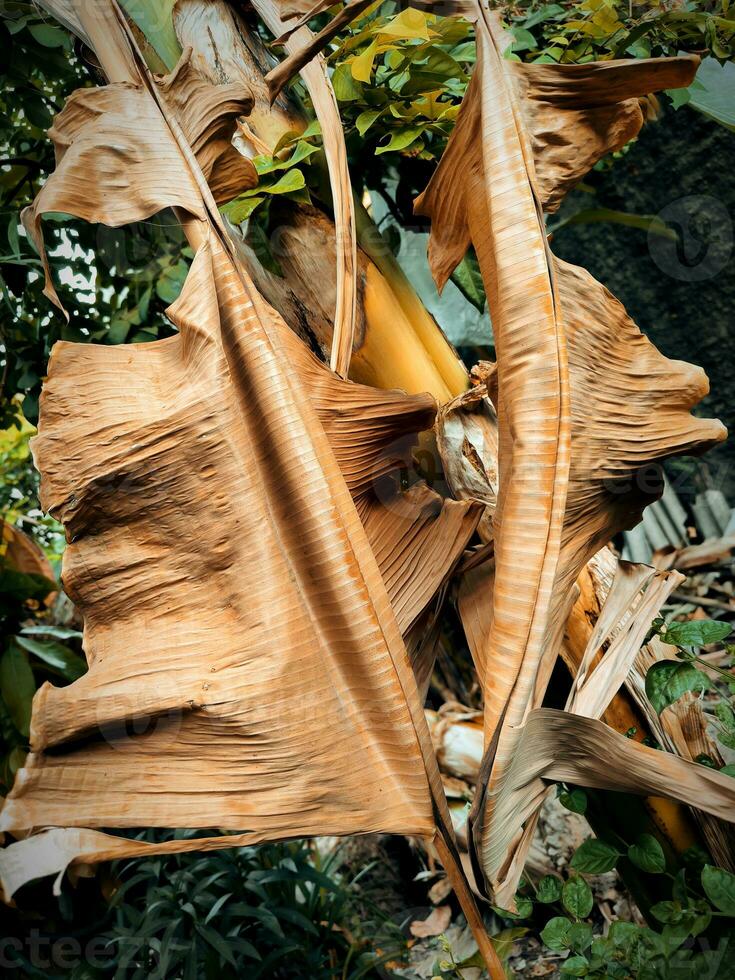 Dried banana leaf hanging on its tree photo