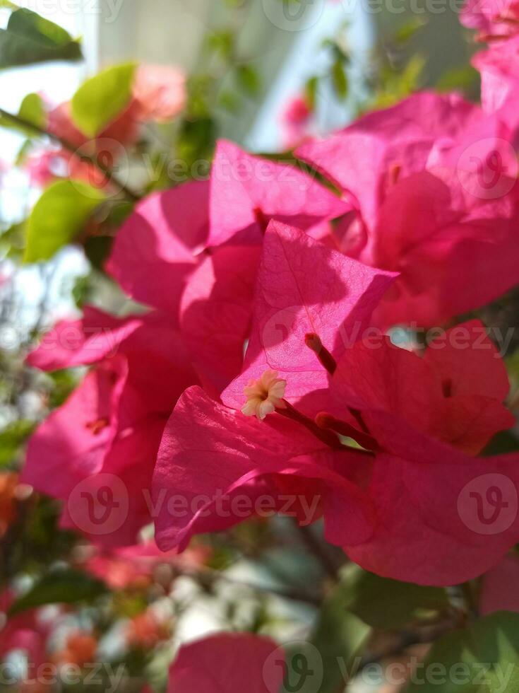 flores de papel o buganvillas foto