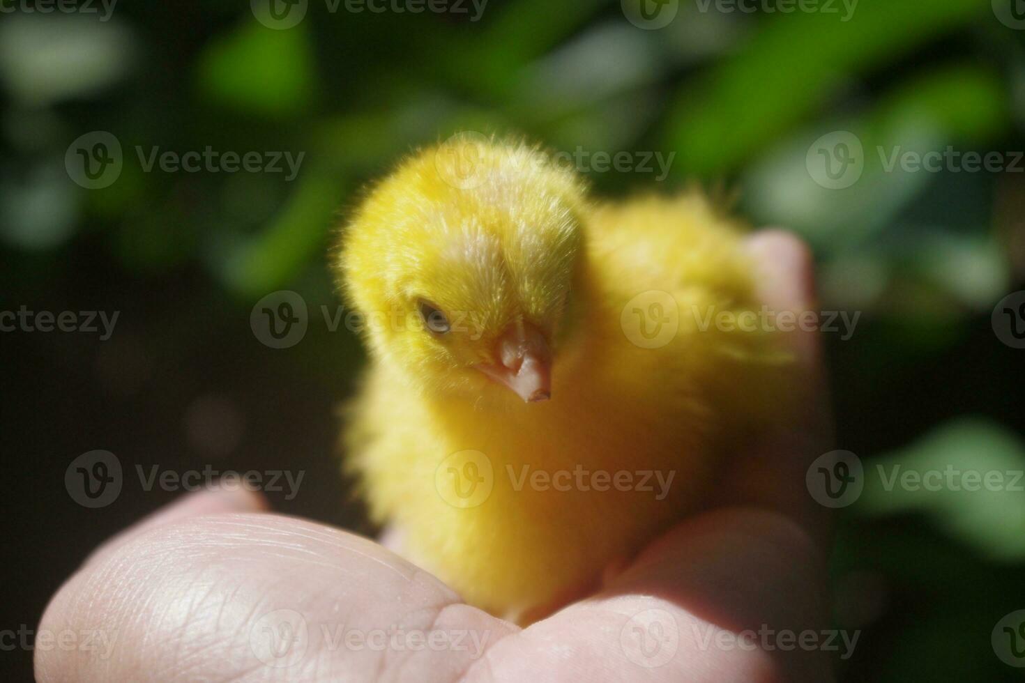 Colored chicks for pets photo