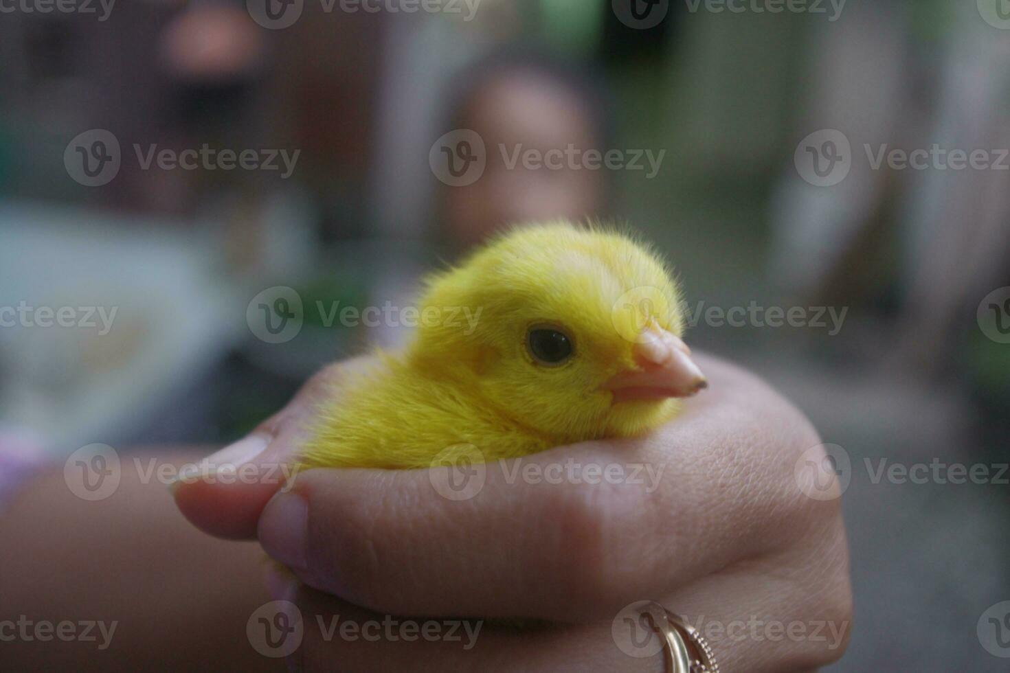 Colored chicks for pets photo