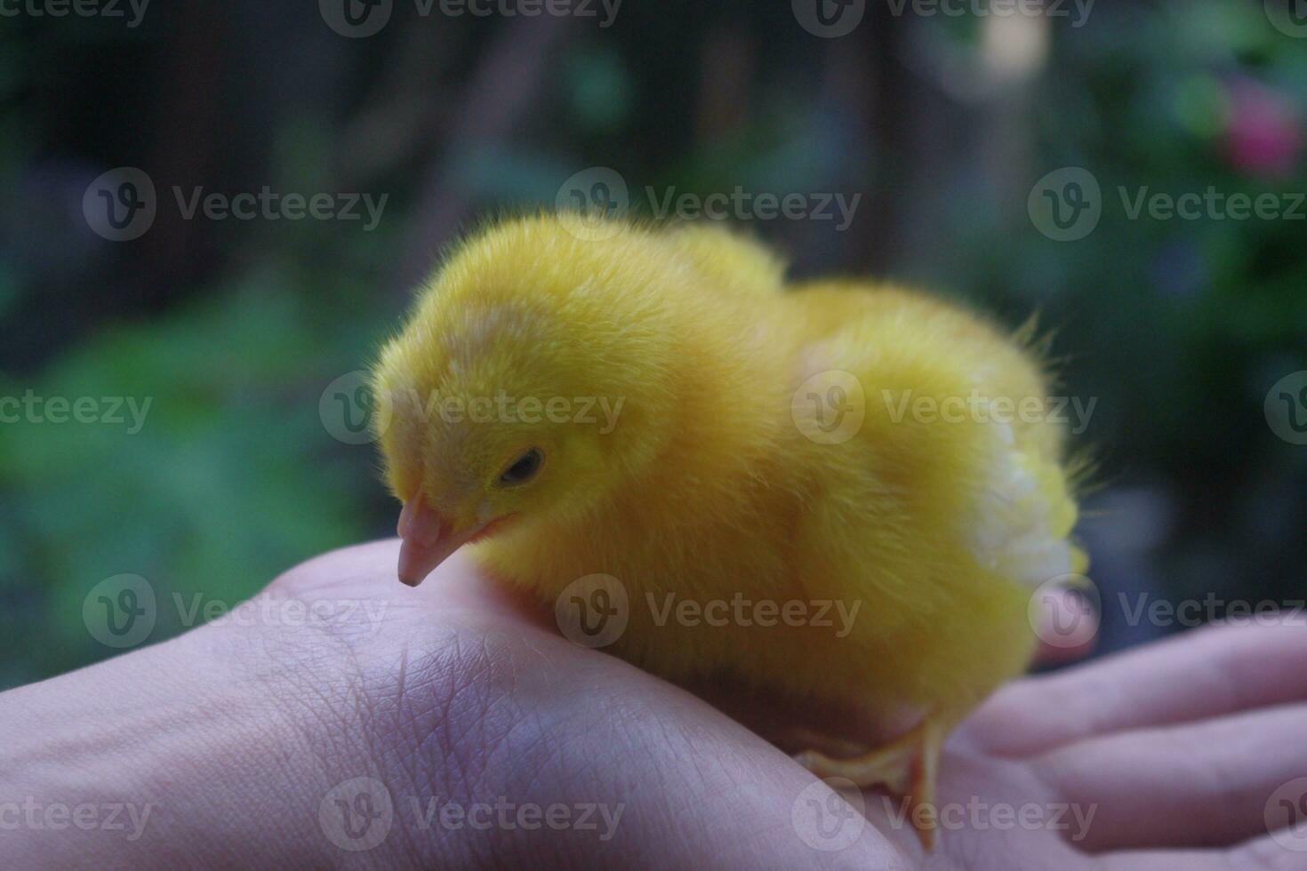 Colored chicks for pets photo