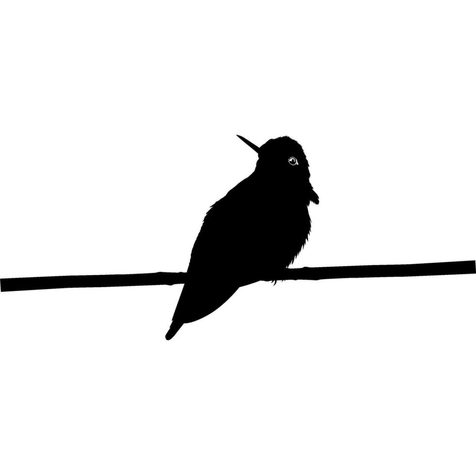 Perched Hummingbird Silhouette, can use Art Illustration, Website, Logo Gram, Pictogram or Graphic Design Element. Vector Illustration