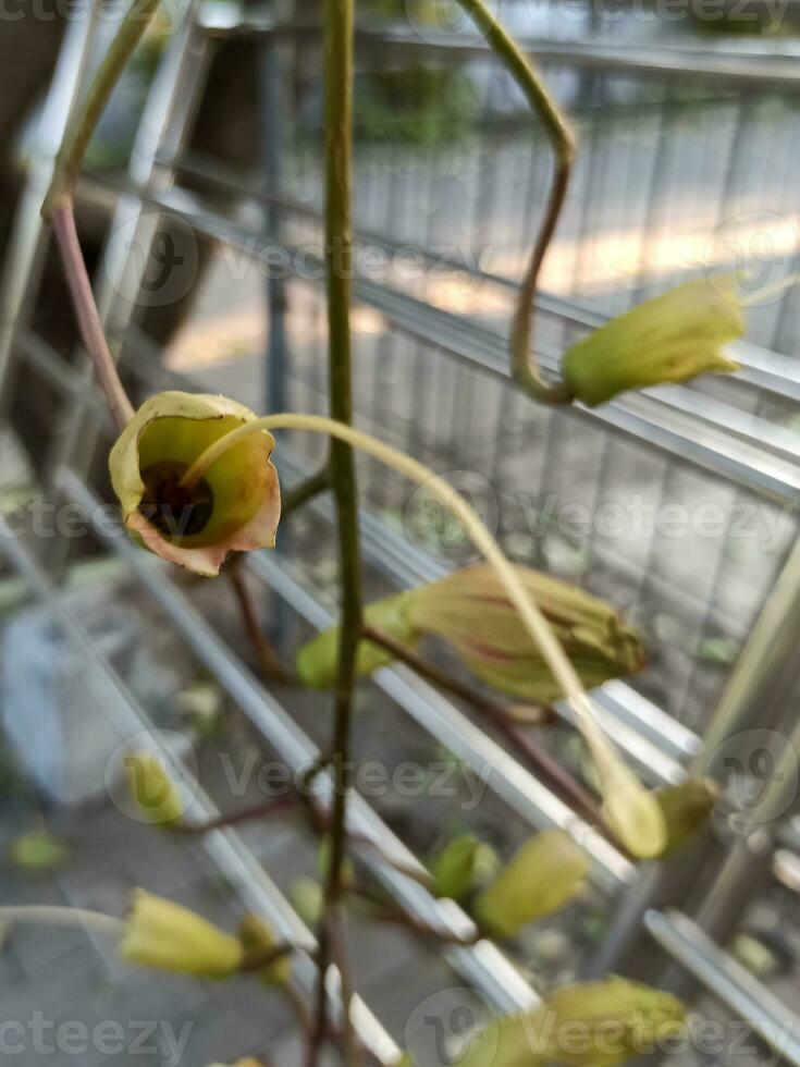 Sausage tree or Kigelia africana flowers with long flower pistil photo