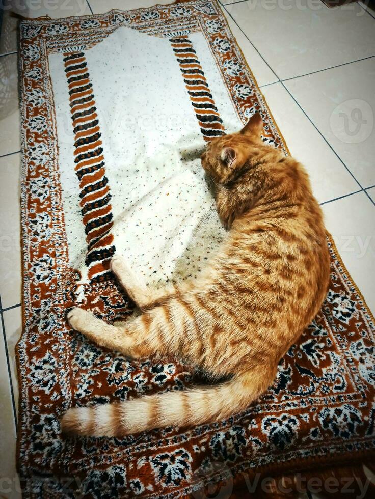 A cat lays on sajadah photo