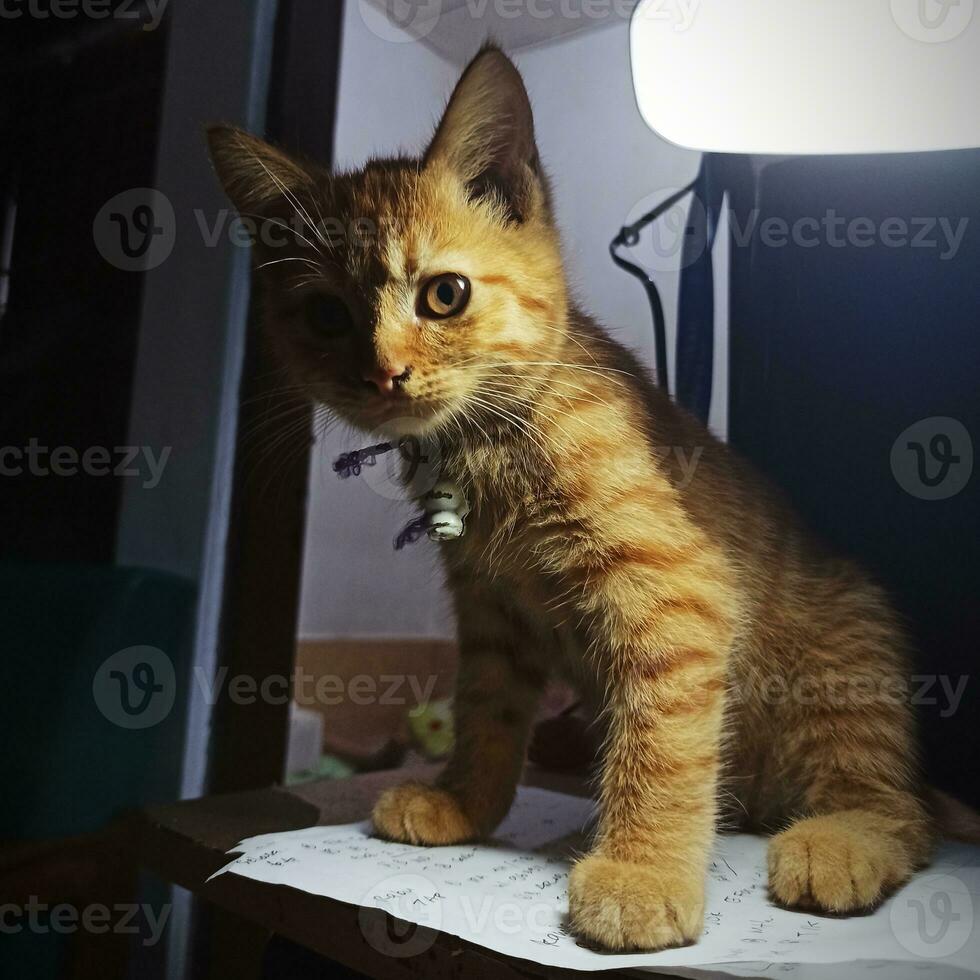 Cute cat with brown fur photo