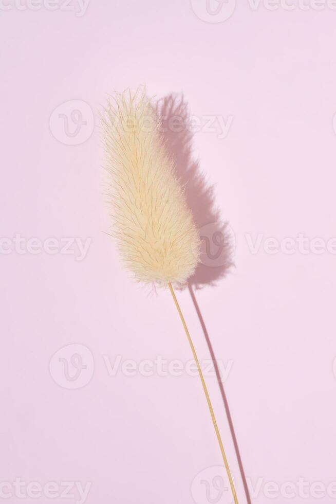 Dry fluffy bunny tails grass on pink background. Lagurus Ovatus flowers poster, Floral card photo