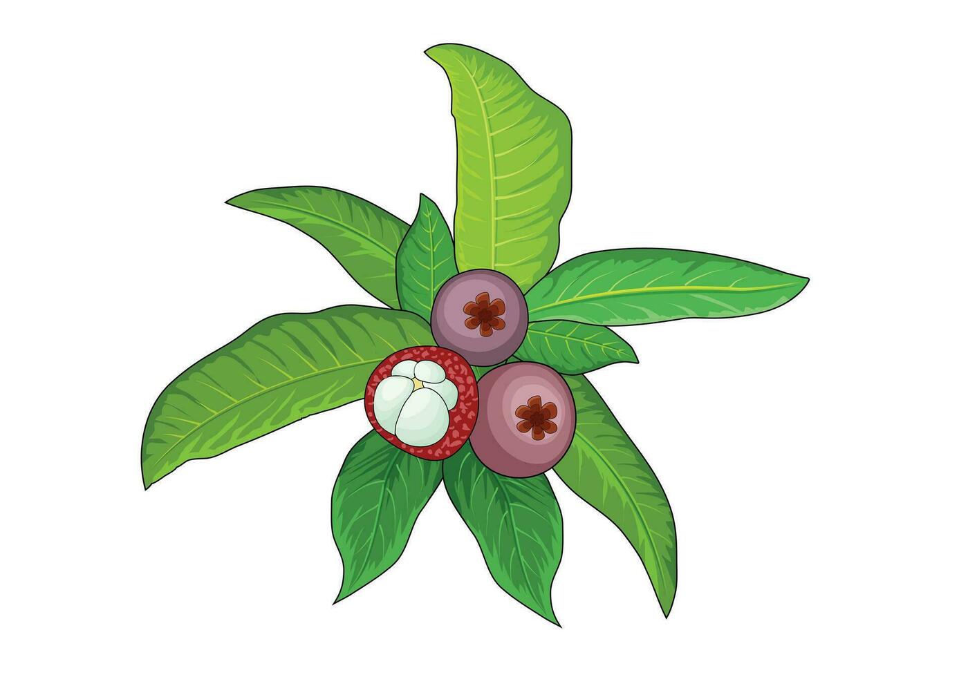 grafted mangosteen manggis fruit vector shape for background design.