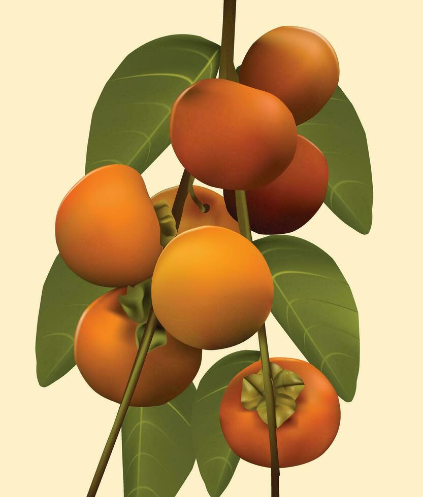 diospyros kaki kesemek Fruta vector en naranja y verde color.