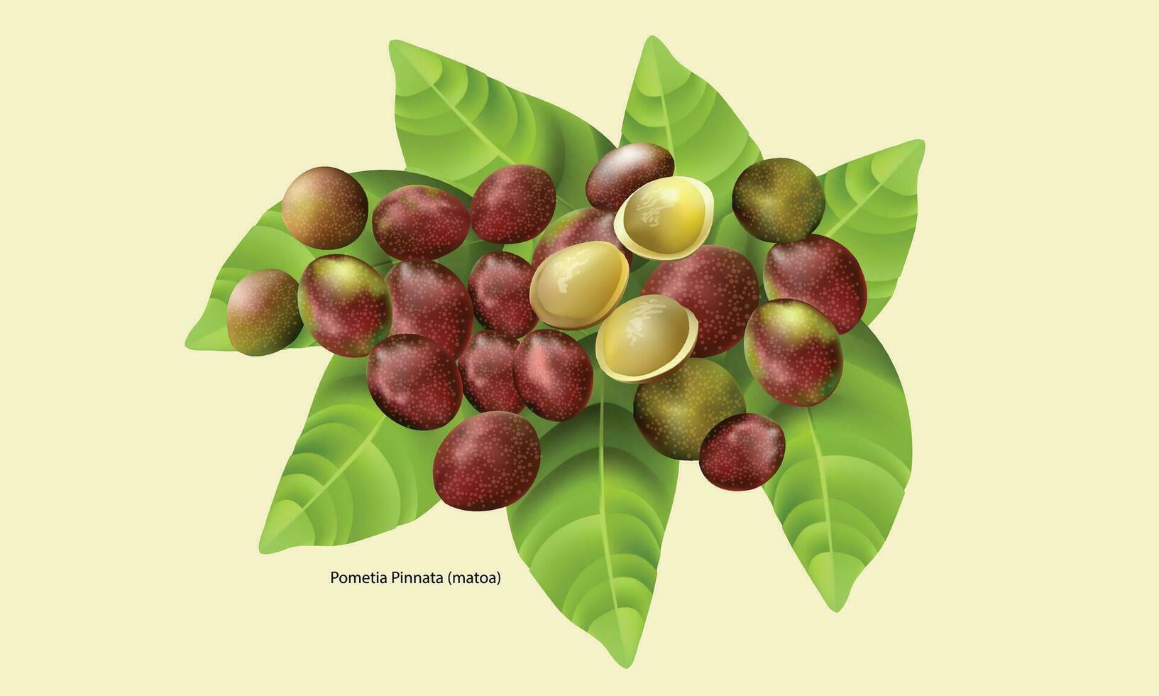 pometia pinnata matoa vector shape, good for health, suitable for leaflet, brochure, booklet.