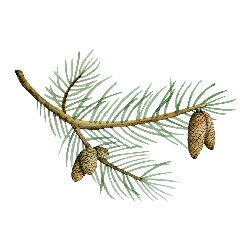 mano dibujado realista pino conos en conífero rama acuarela vector ilustración