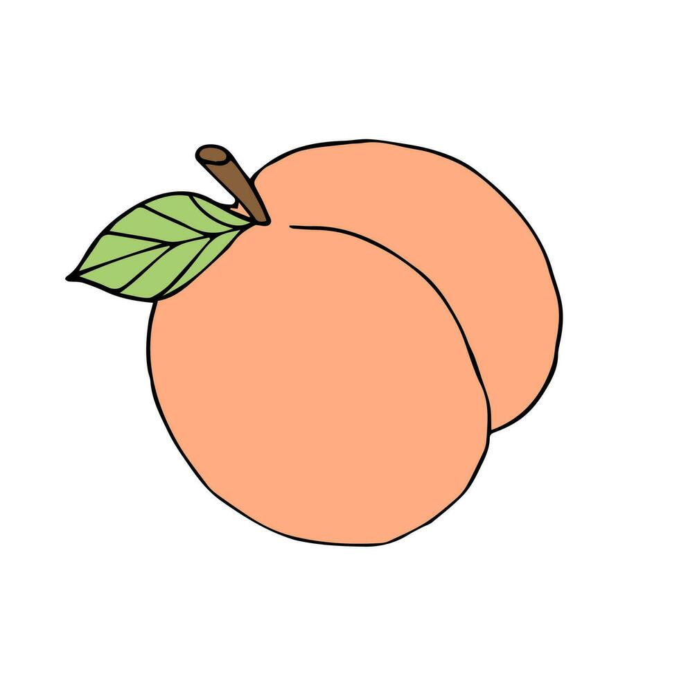 Vector hand drawn sketch doodle peach